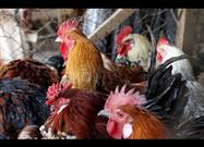 Avian Flu Outbreak Among Chickens—What This Disaster Can Tell Us About Our Food Production