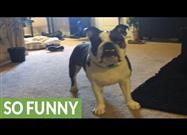 Bulldog Intenta Capturar Ruidos de ‘Viento’