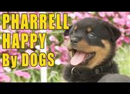 10 Maneras que Indican que Tu Perro es Feliz