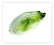 Chicory