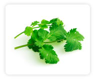 Cilantro