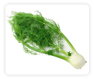 Fennel