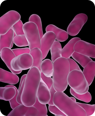 Probiotics