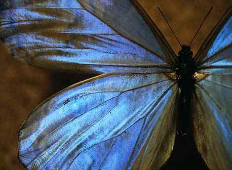 blue butterfly