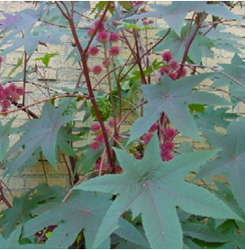 Castor Plant