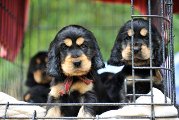 Pet Import