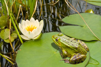 Frog