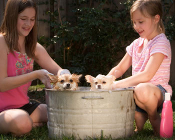 Giving dogs a bath