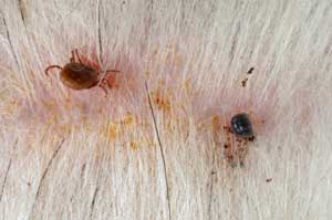 Effects of Ticks on dog skin