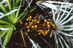 Saw Palmetto