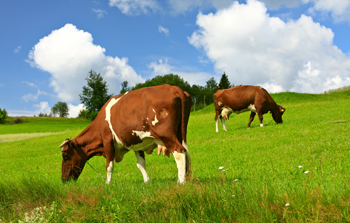 Lactosuero de Vacas Alimentadas con Pastura