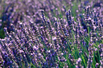 Lavanda Suave