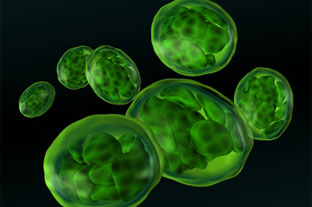 Beneficios de Chlorella
