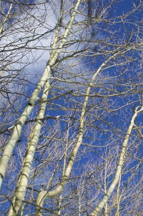 D-Mannose Birch Trees