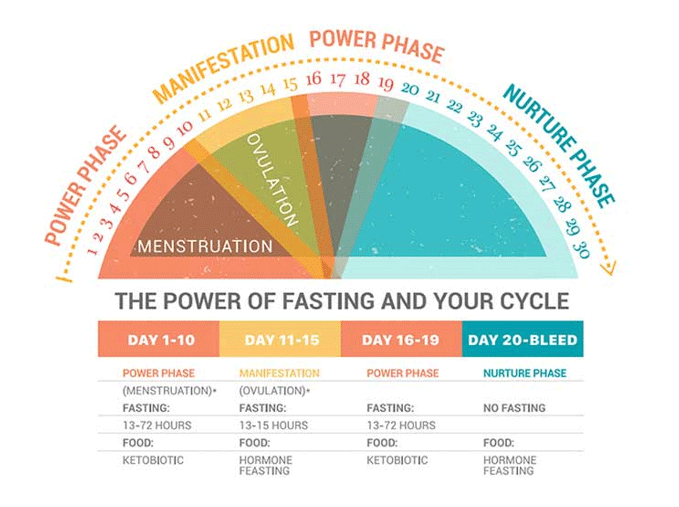 fasting and menstrual cycle visual 1