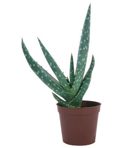 Organic Aloe Vera Juice