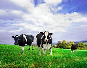 Drink Grass-Fed Raw Milk