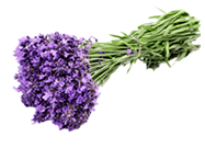 Lavender in Mercola Organic Skin Care