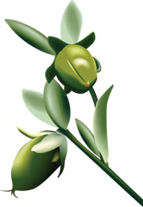 Organic Jojoba Oil in Body Butter