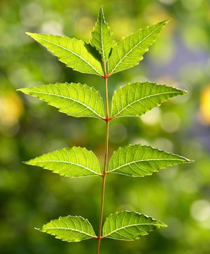 Neem Tree