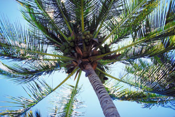 Organic Palm Oil