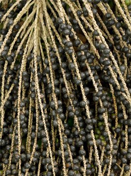 Deep Blue Rain Forest Acai Berries