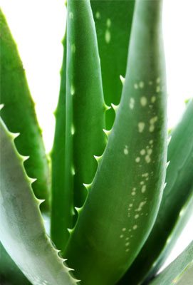 Polysaccharide-rich Aloe Vera Leaves