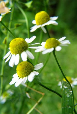 Sacred chamomile flowers teem with soothing, healing properties