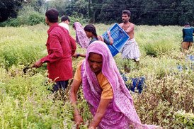 Organic Farming of Hibiscus Tea