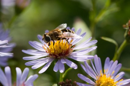 Bee on a Flower
