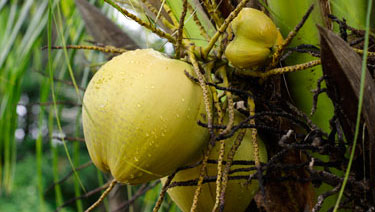 Young Coconut Milk