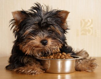 Pet Food with Omega-3