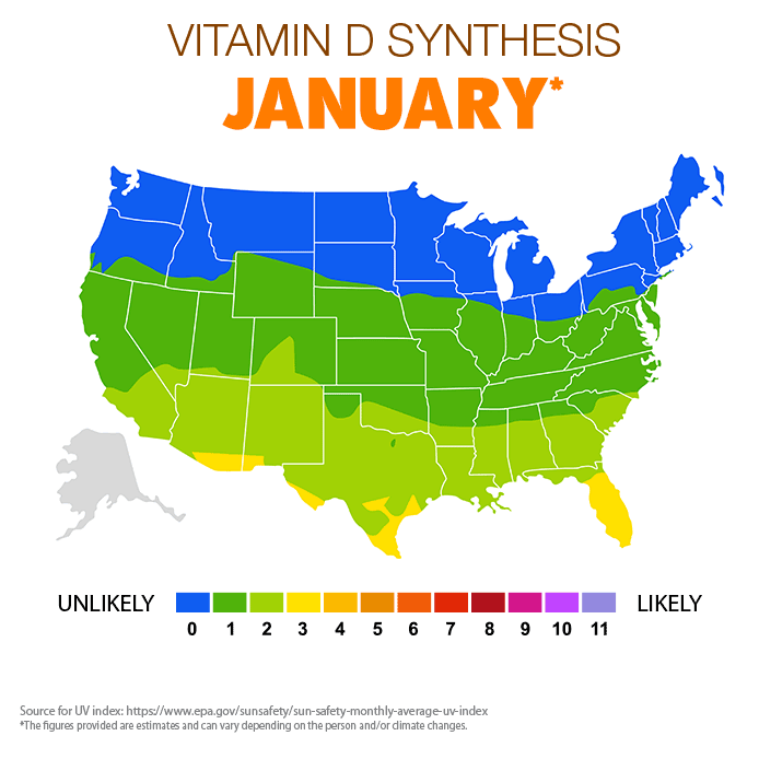 Vitamin D Synthesis - January