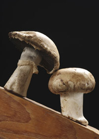 Hongo Agaricus