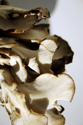 Maitake - Dancing Butterfly