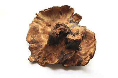 Hongo Reishi
