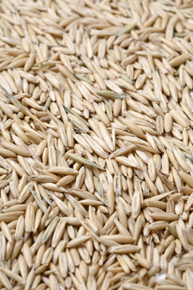 Mushrooms are Cultivated with Oats