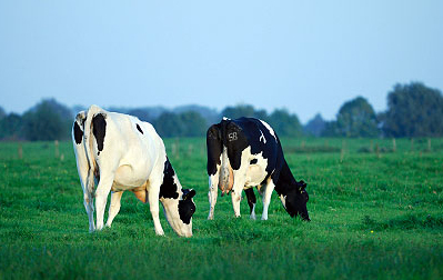 Free Cow Pictures
