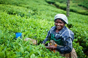 Cultivando Te Tulsi