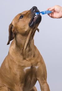 Dog Teeth Cleaning