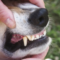Massaging Your Pet's Teeth