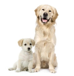 Puppies Benefit From CPA