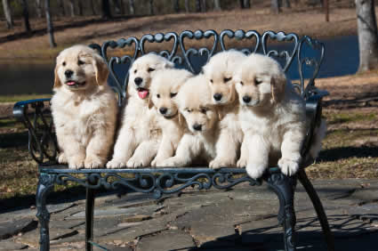 Probiotics for Puppies