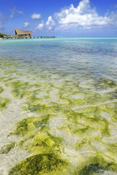 Avoid Tropical Algae