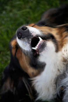pets, teeth, dental health