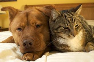 causes of pet diabetes