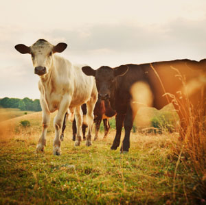 animals in the farm
