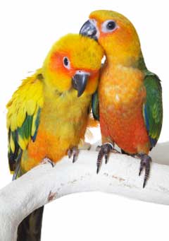 Exotic Birds on The Decision To Own An Exotic Bird Should Only Be Made After Careful