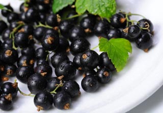 black currant