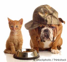 Pet Cat and Pet Dog and Food